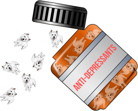 Nadruk 104cm-164cm Westie Anti-Depressants - Przód